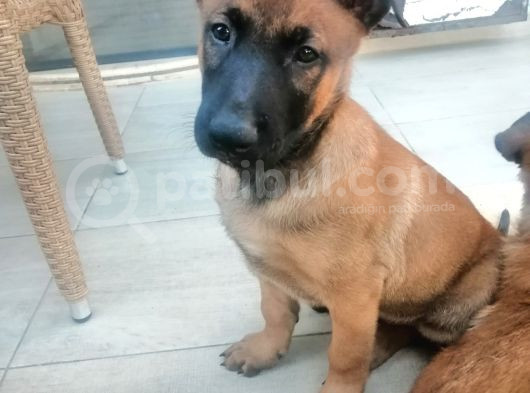 Safkan Belçika Malinois görsel