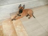 Safkan Belçika Malinois