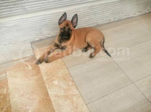 Safkan Belçika Malinois görsel