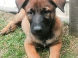 Safkan Belçika Malinois