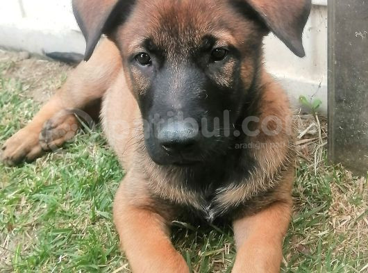 Safkan Belçika Malinois