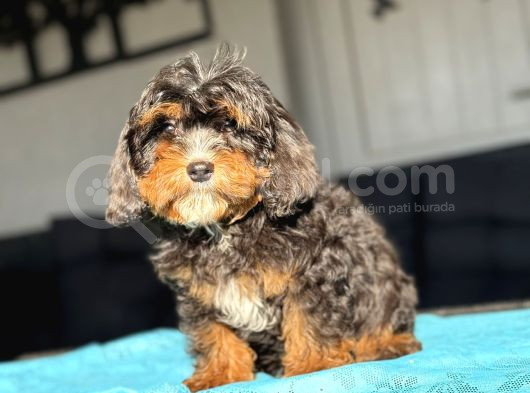 Cavapoo Three Colour En Nadi̇r Özel Renk görsel