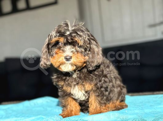 Cavapoo Three Colour En Nadi̇r Özel Renk