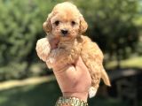 Orji̇nal Malti̇poo Garanti̇li̇ Yavrular