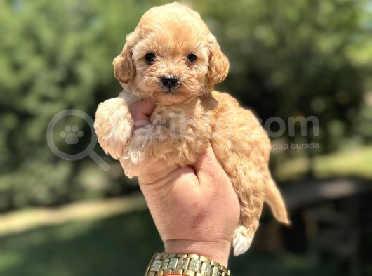 Orji̇nal Malti̇poo Garanti̇li̇ Yavrular görsel