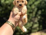 Orji̇nal Malti̇poo Garanti̇li̇ Yavrular