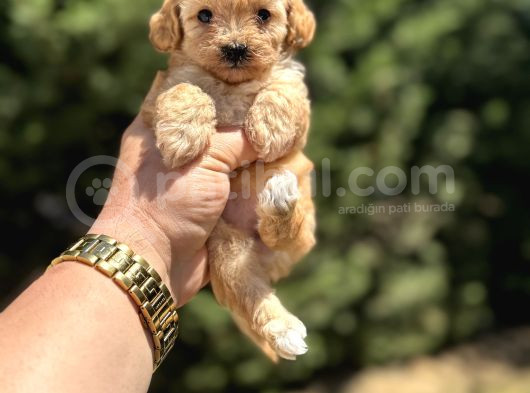 Orji̇nal Malti̇poo Garanti̇li̇ Yavrular görsel