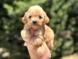 Orji̇nal Malti̇poo Garanti̇li̇ Yavrular