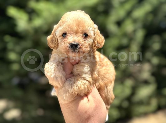 Orji̇nal Malti̇poo Garanti̇li̇ Yavrular