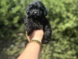 Siyah EN ÖZEL RENK  Maltipoo Yavrumuz
