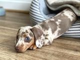 Chocolate Merle Dachshund Tüm Güzelliğiyle