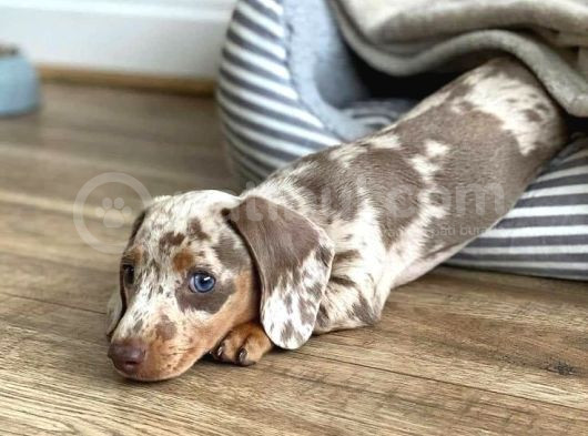 Chocolate Merle Dachshund Tüm Güzelliğiyle görsel