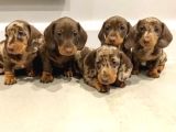 Chocolate merle dachshund tüm Güzelliğiyle