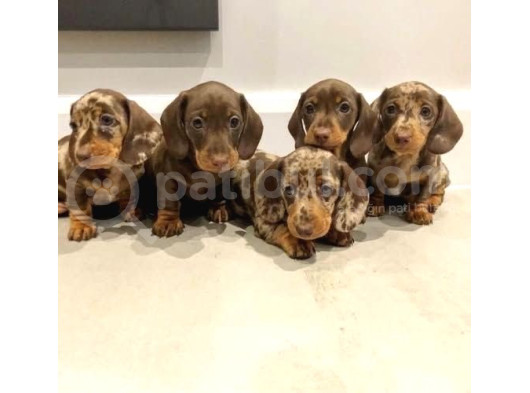 Chocolate Merle Dachshund Tüm Güzelliğiyle