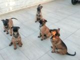 Safkan Belçika Malinois