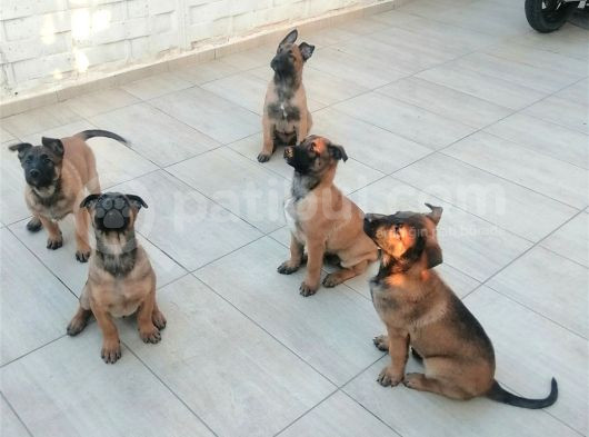 Safkan Belçika Malinois görsel