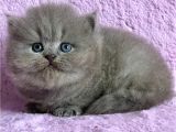 Çiçeğimiz Gri British Longhair