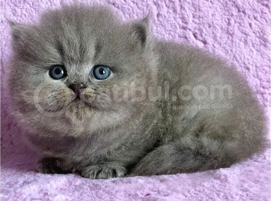 Çiçeğimiz Gri British Longhair görsel