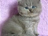 Çiçeğimiz Gri British Longhair