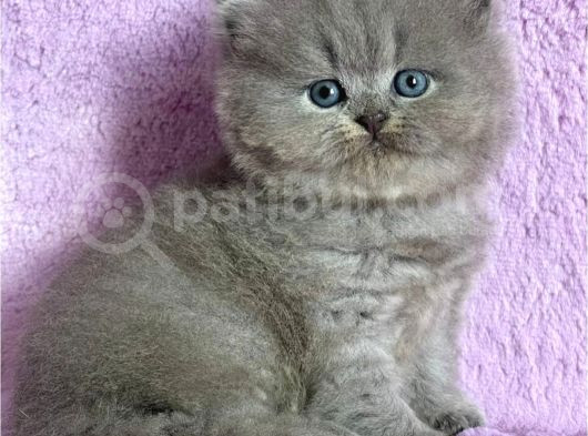 Çiçeğimiz Gri British Longhair