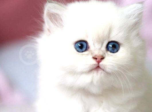Benzeri Olmayan Ns1133 British Longhair görsel