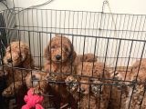 Red Toy Poodle Bebekler