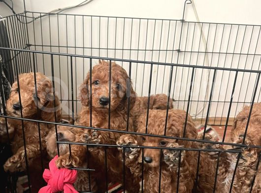Red Toy Poodle Bebekler görsel