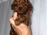 Toy Poodle