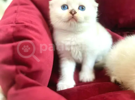 Sifir Kulak Top Kafa Fold Bebek görsel