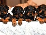 Scr Li̇ Doberman Yavrular Heryere Gönderi̇li̇r