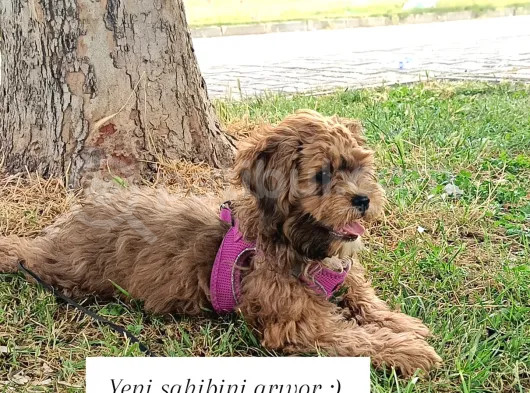 Karamel Kız görsel