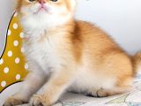 British Shorthair By Dişi Yavru