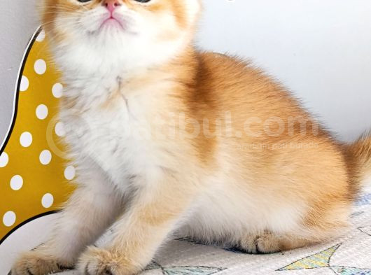 British Shorthair By Dişi Yavru görsel