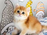 British Shorthair By Dişi Yavru