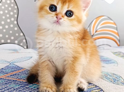British Shorthair By Dişi Yavru görsel