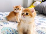 British Shorthair By Dişi Yavru