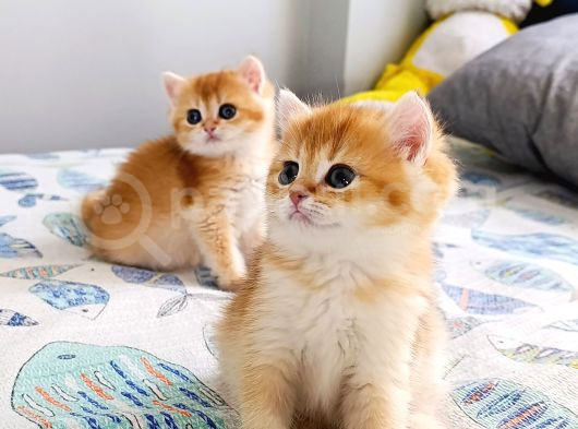 British Shorthair By Dişi Yavru görsel