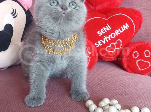Top Kafa Ayı Surat görsel