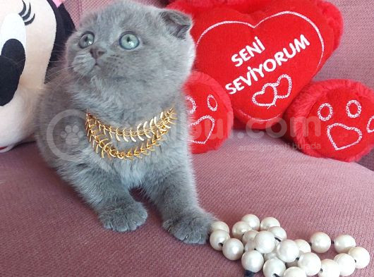 Top Kafa Ayı Surat görsel