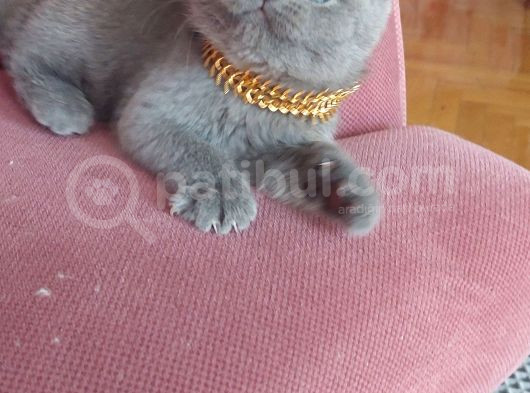 Top Kafa Ayı Surat görsel
