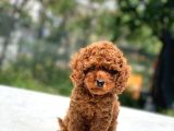 BABY POODLE