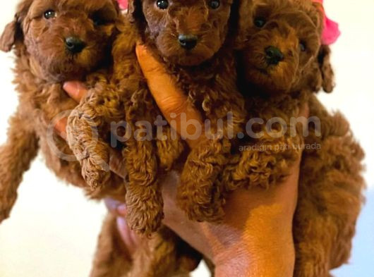 Anatomi̇ Hari̇kasi Erkek Di̇şi̇ Poodle Bebekleri̇m