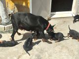 Scr Li̇ Doberman Yavrular Heryere Gönderi̇li̇r