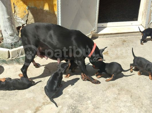 Scr Li̇ Doberman Yavrular Heryere Gönderi̇li̇r görsel