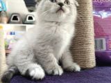 Britishshorthair Scottishfold