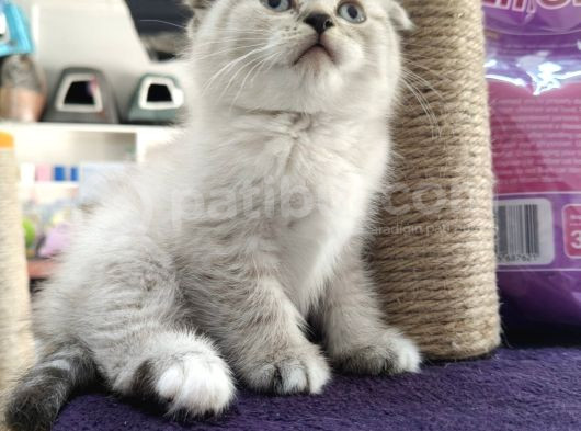 Britishshorthair Scottishfold görsel