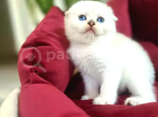 Sifir Kulak Top Kafa Fold Bebek görsel