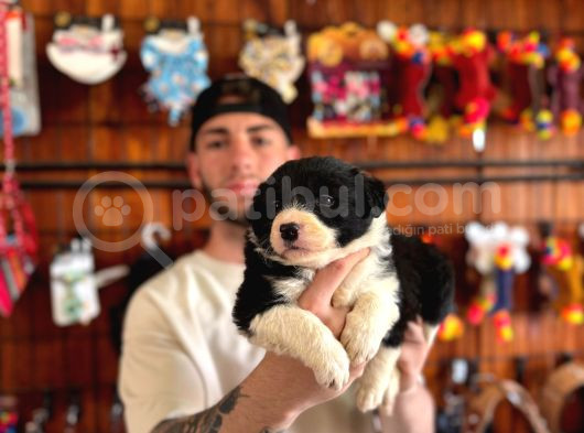Burkem Ailesinden En Akıllı Dost Border Collie görsel
