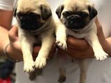 GÜL KUYRUK KREM VE SİYAH PUG YAVRULAR HERYERE GÖNDERİLİR