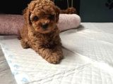 Anatomi̇ Hari̇kasi Erkek Di̇şi̇ Poodle Bebekleri̇m